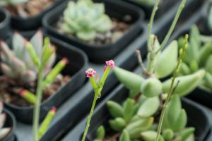 How to raise the succulent plant jade Unicorn