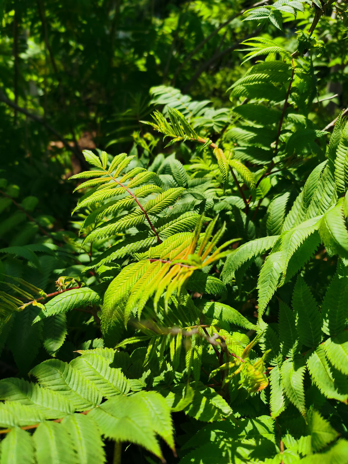 Sorbaria sorbifolia