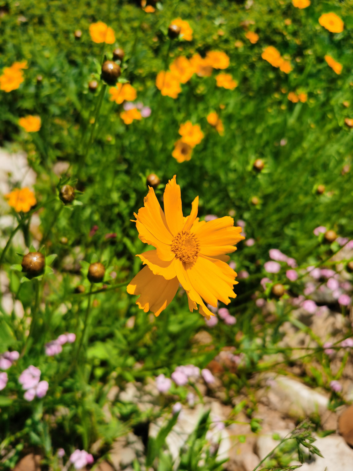 Chrysanthemum