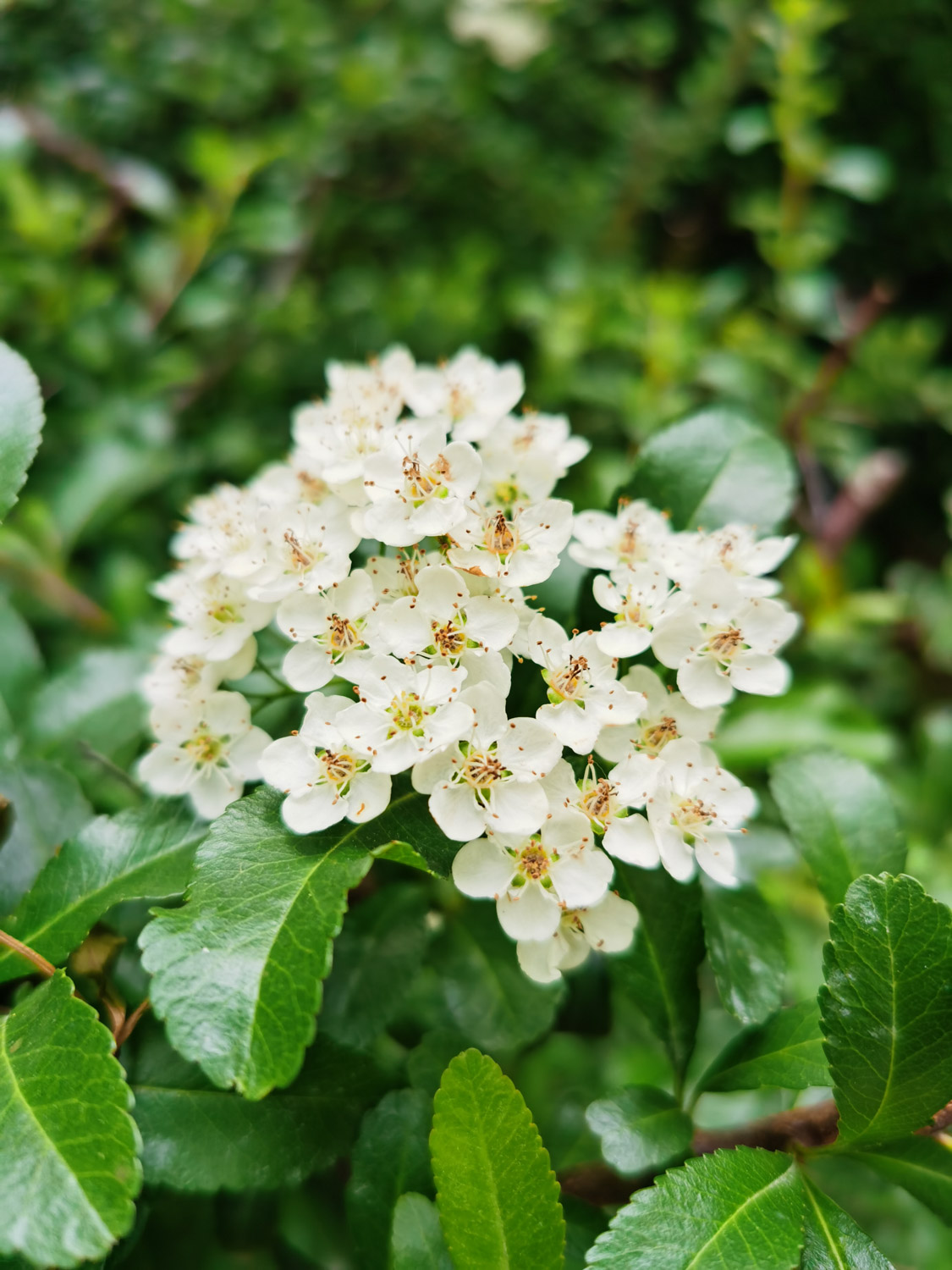 pyracantha