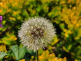 What does a real dandelion look like