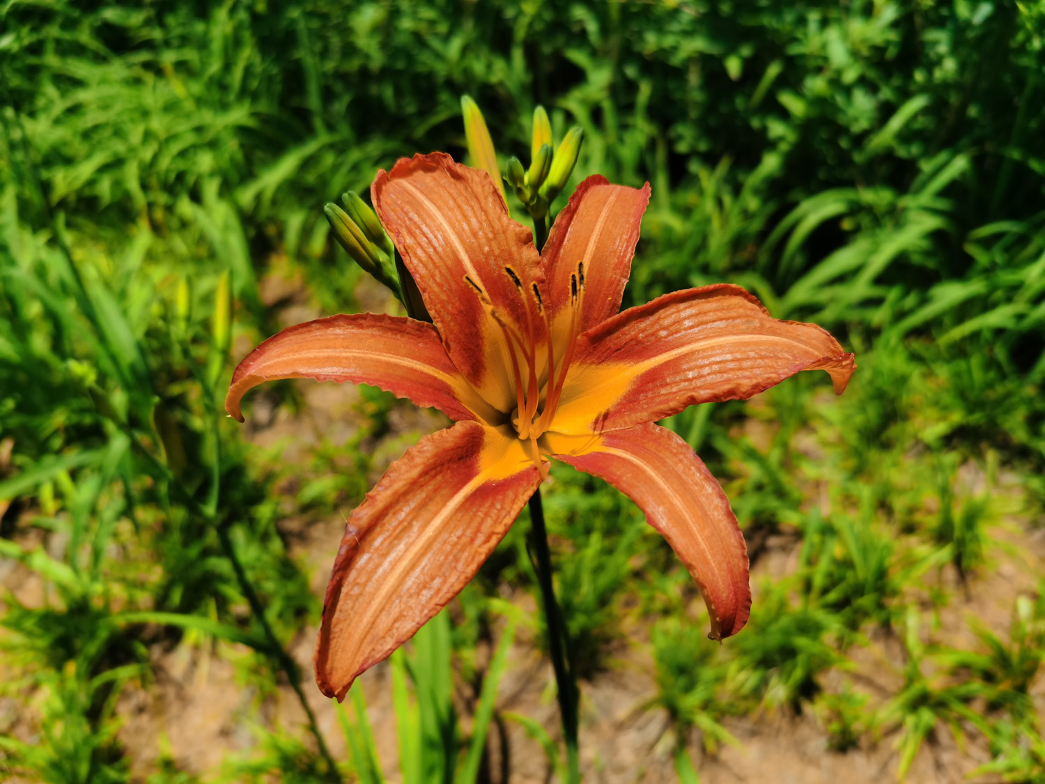 Hemerocallis