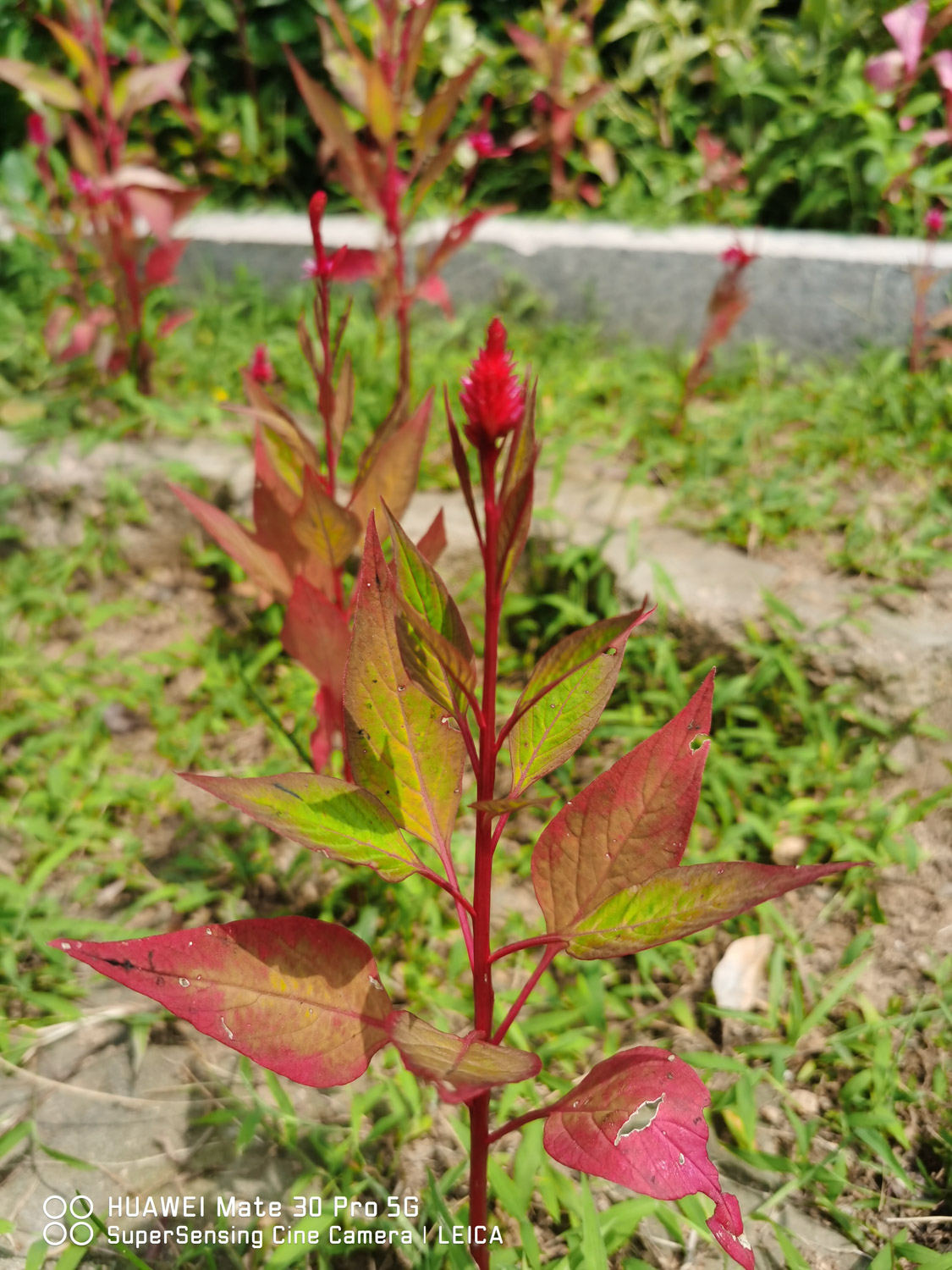 Celosia