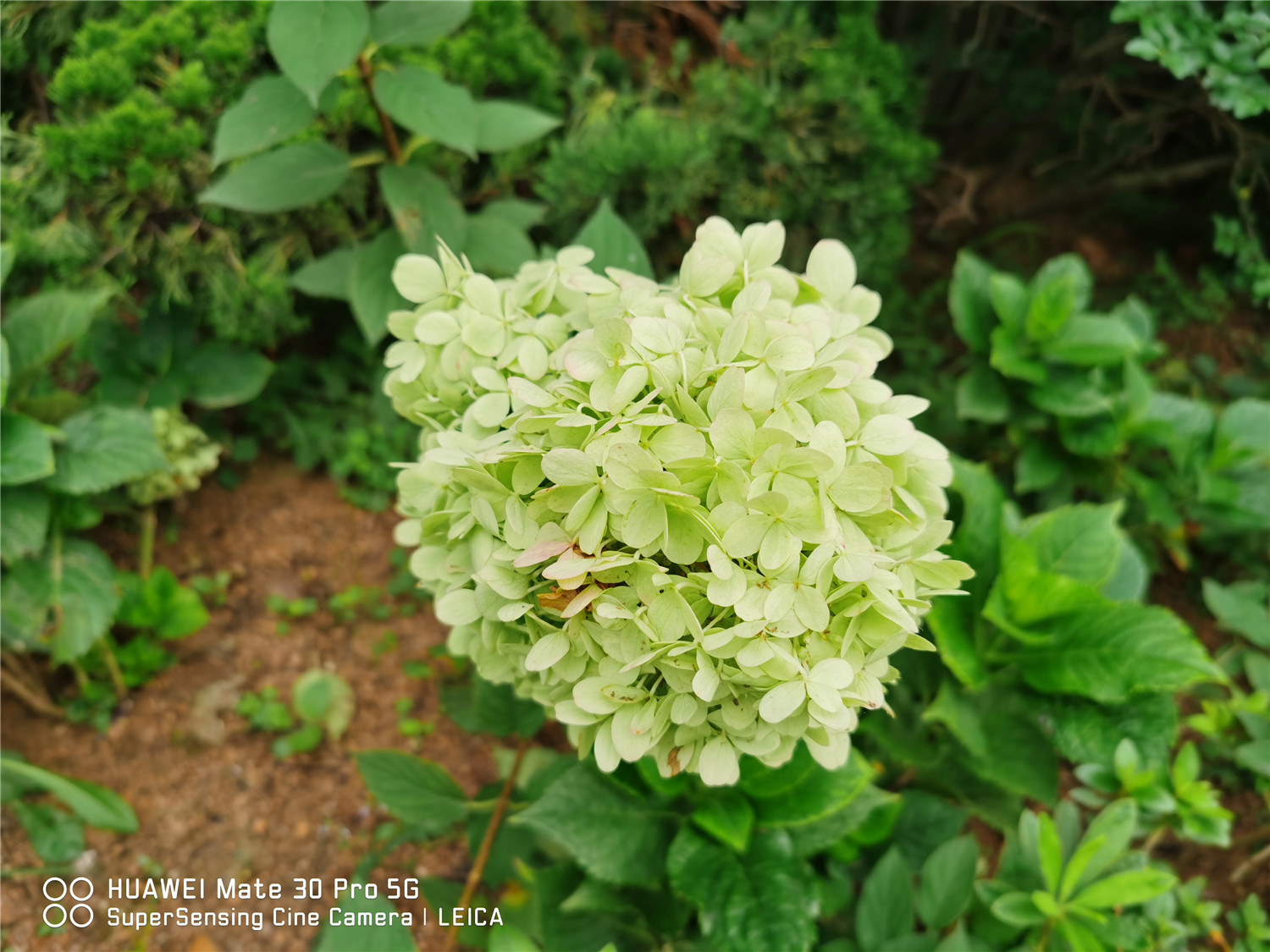 hydrangea