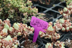 can boiled parsnip beet potato water be given to plants