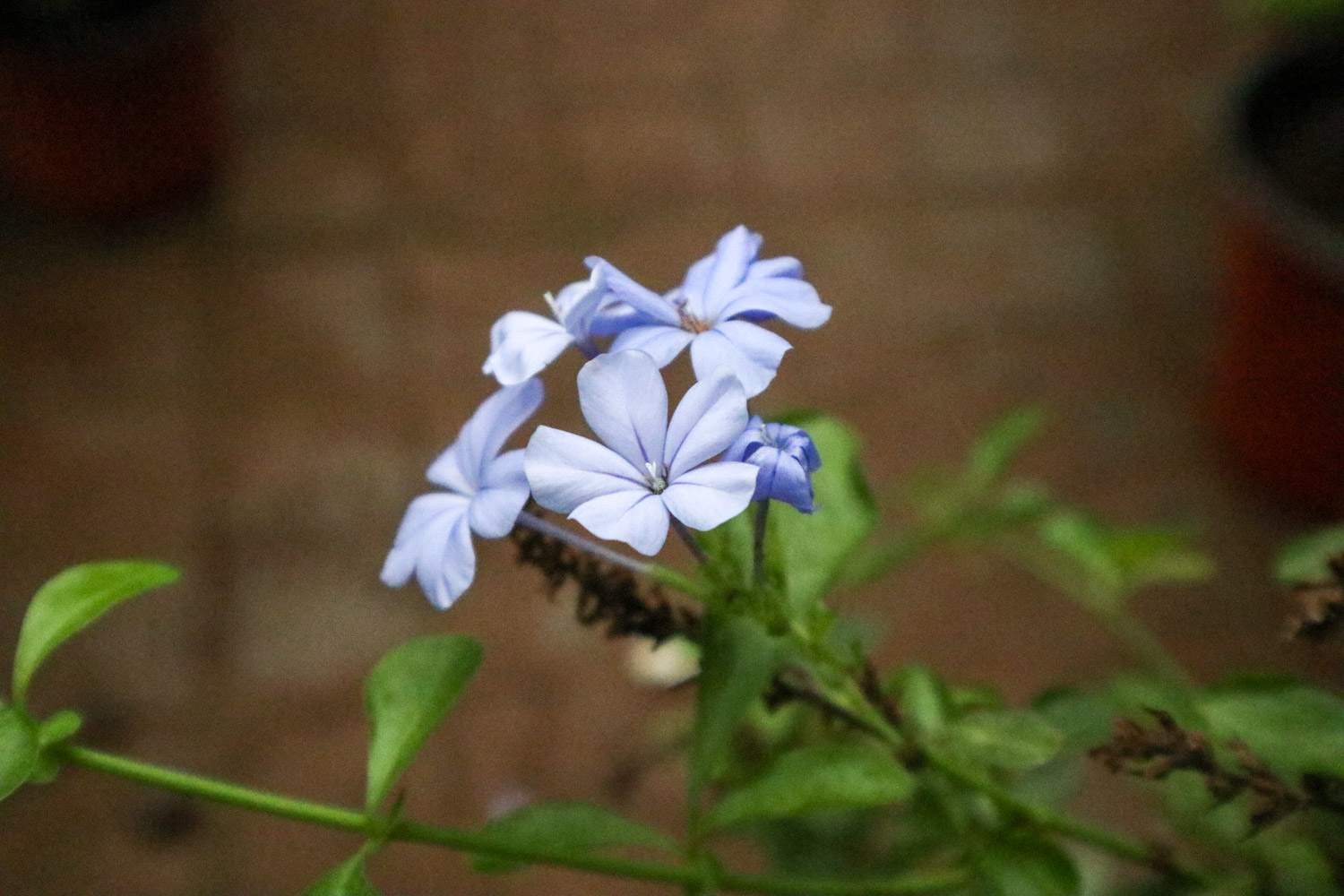 Plumbago Auriculata