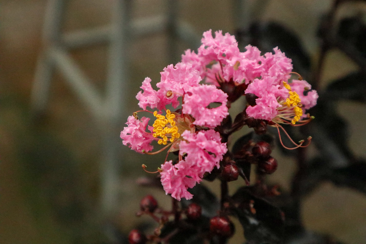 Crape myrtle