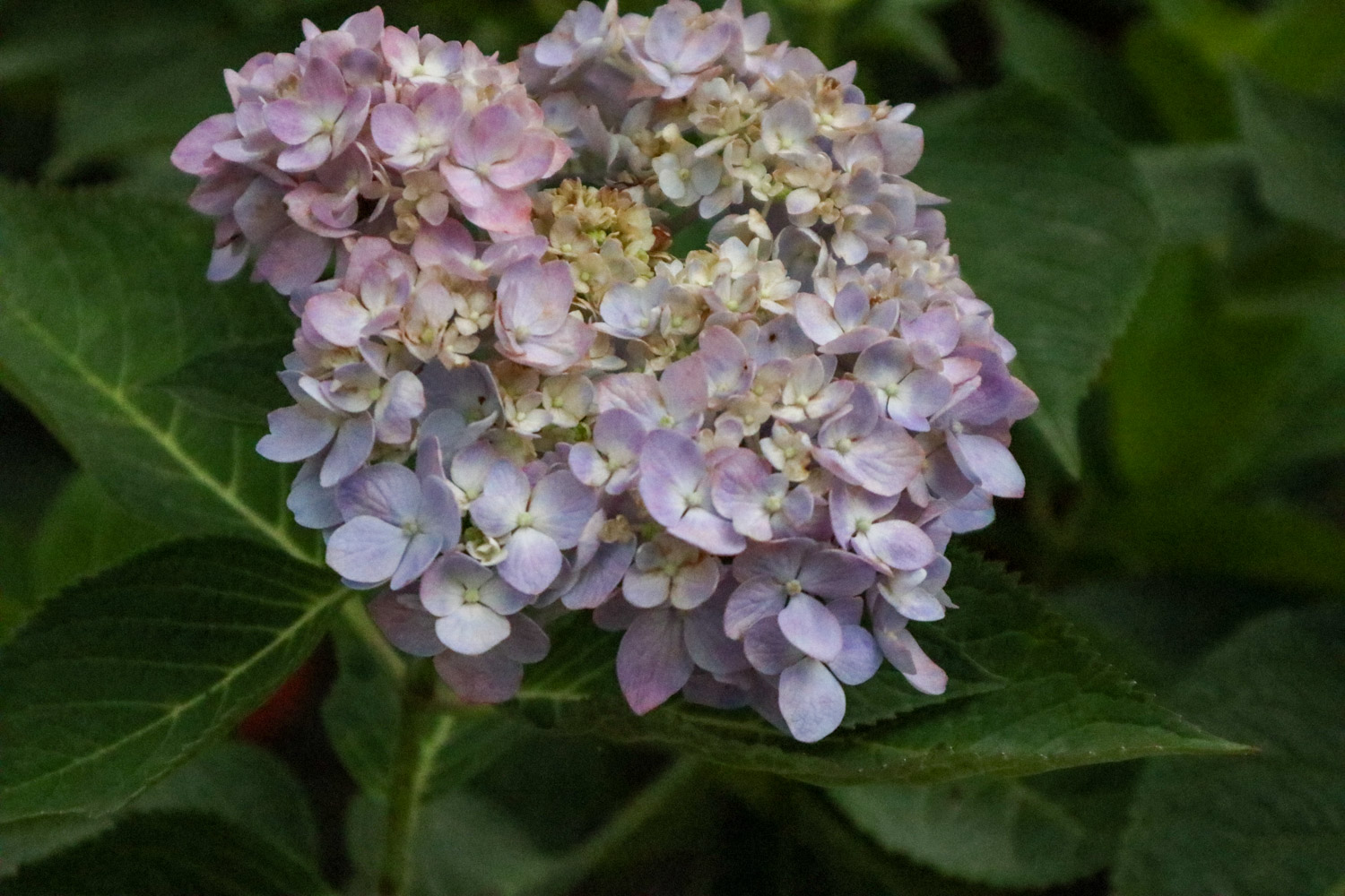 hydrangea