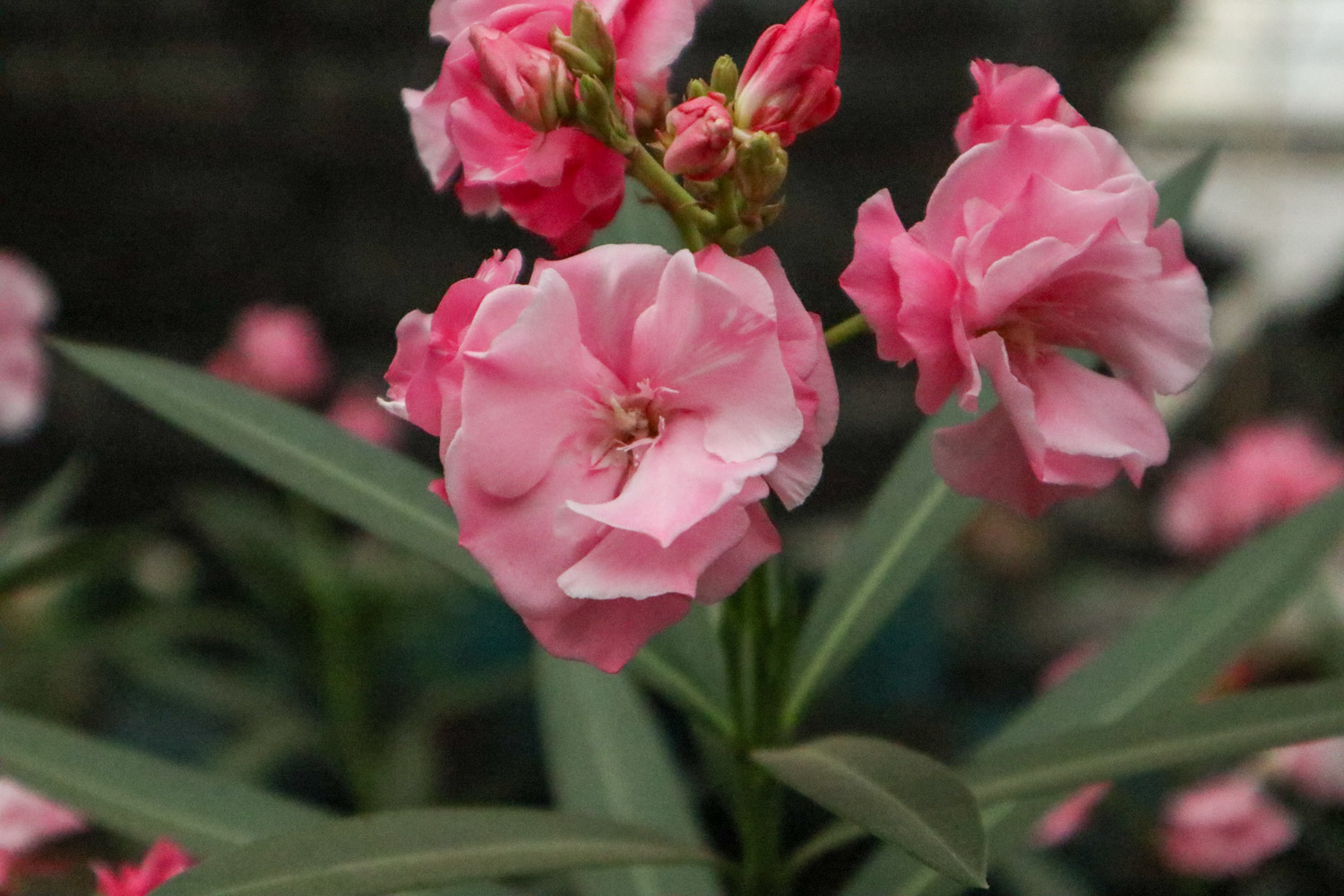 Nerium oleander