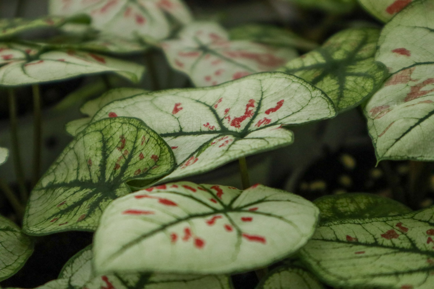 Caladium