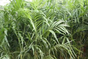 do indoor plant pots need drainage