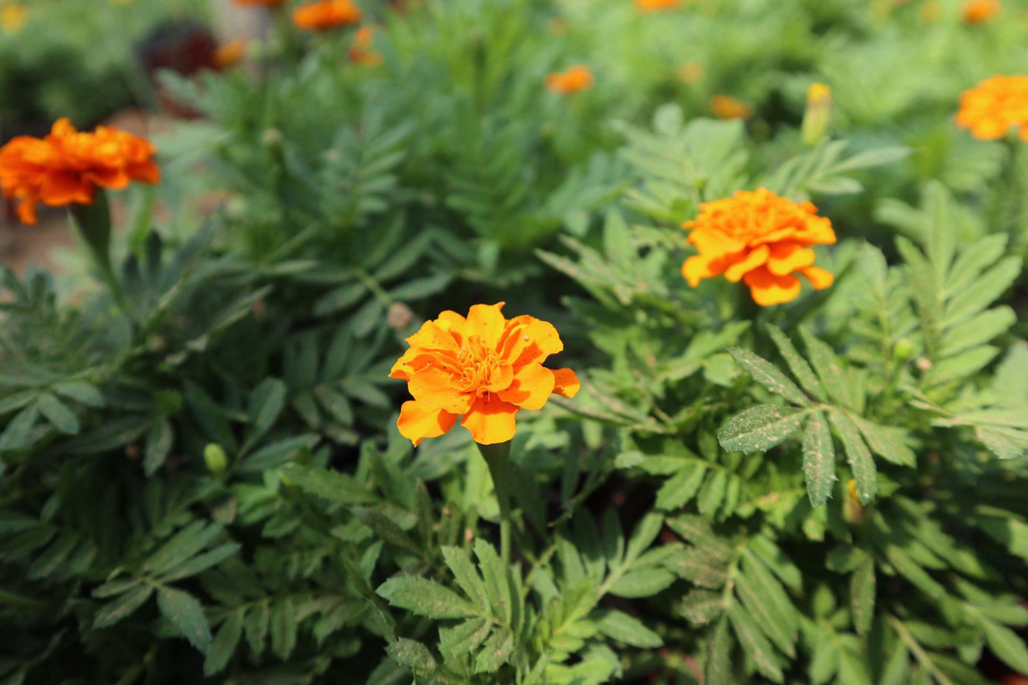 southern cone marigold