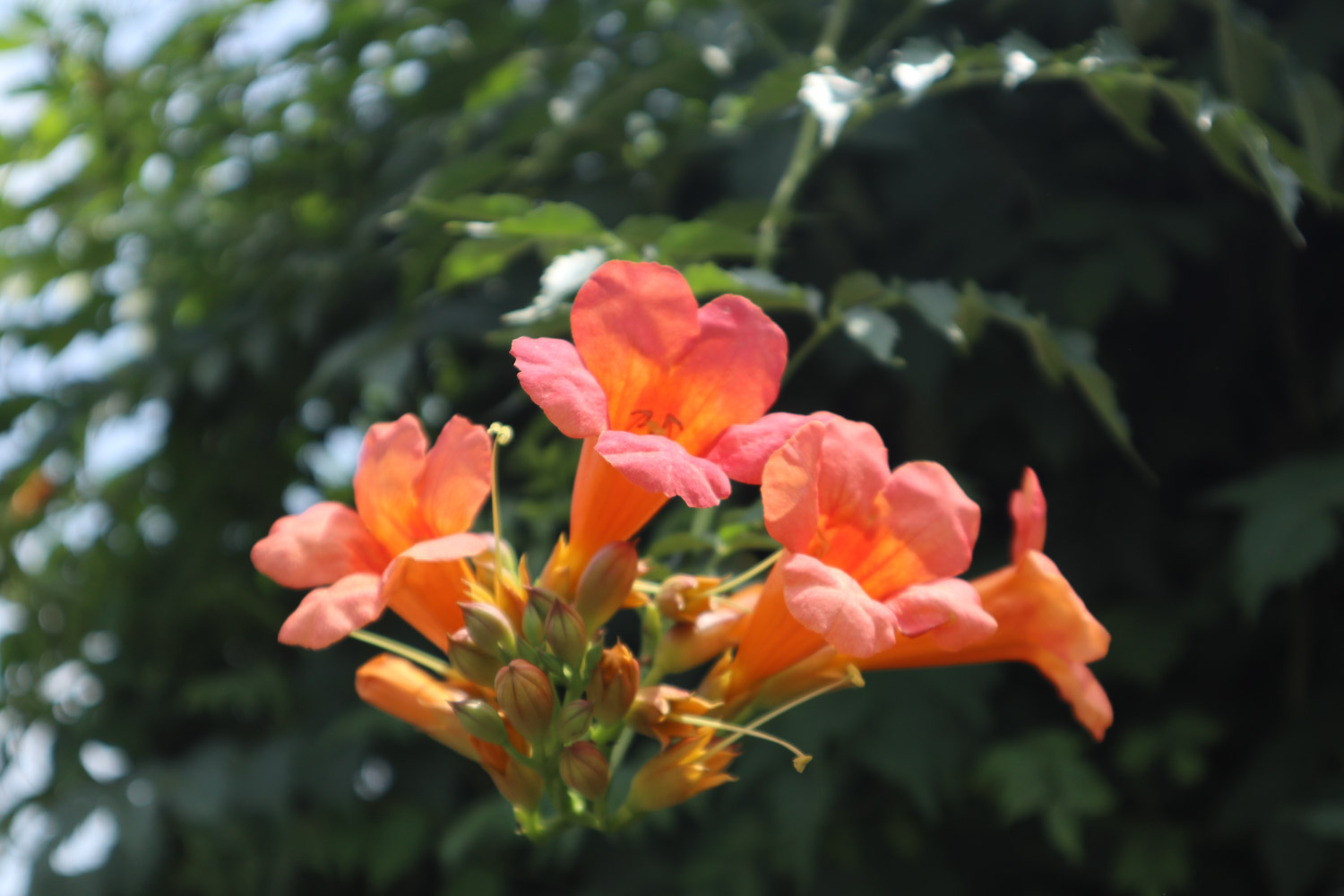 Chinese trumpet creeper