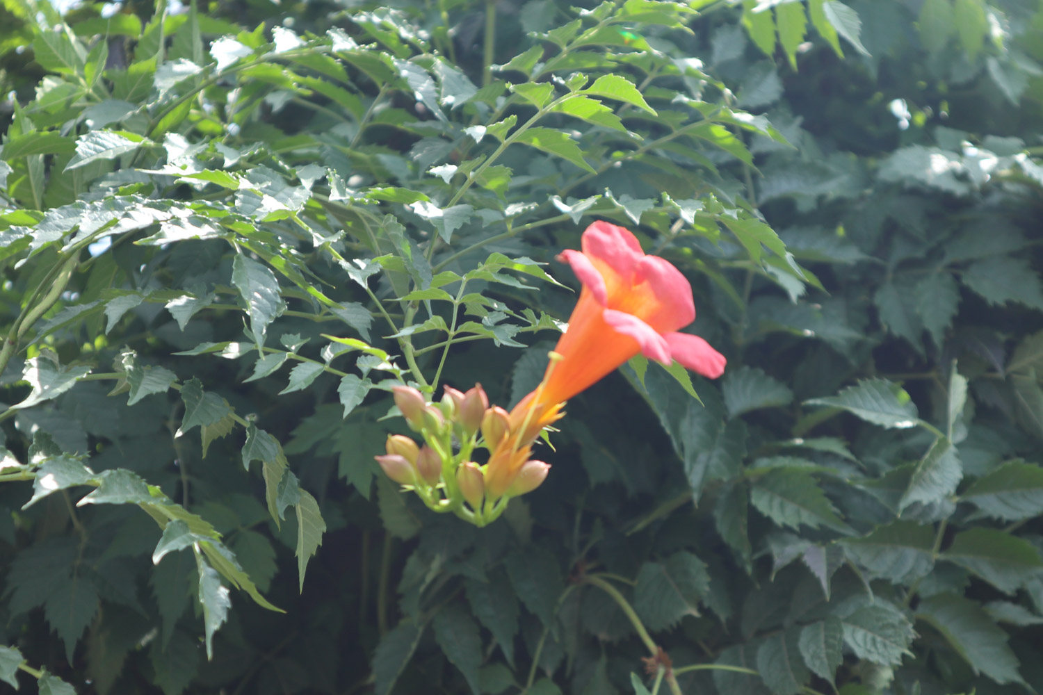 Chinese trumpet creeper