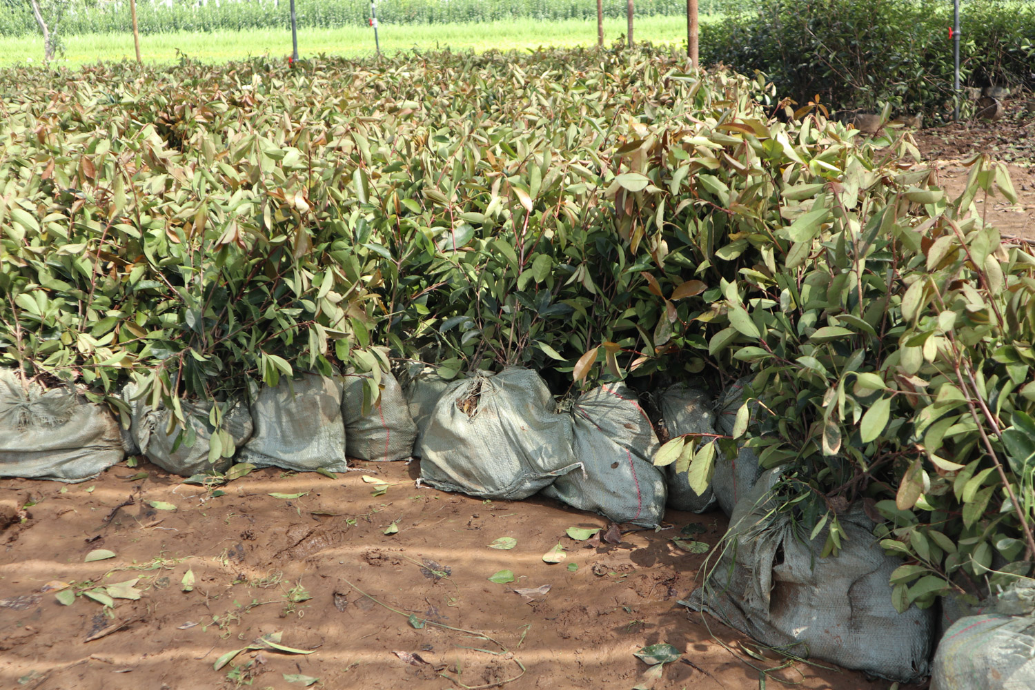 Chinese photinia