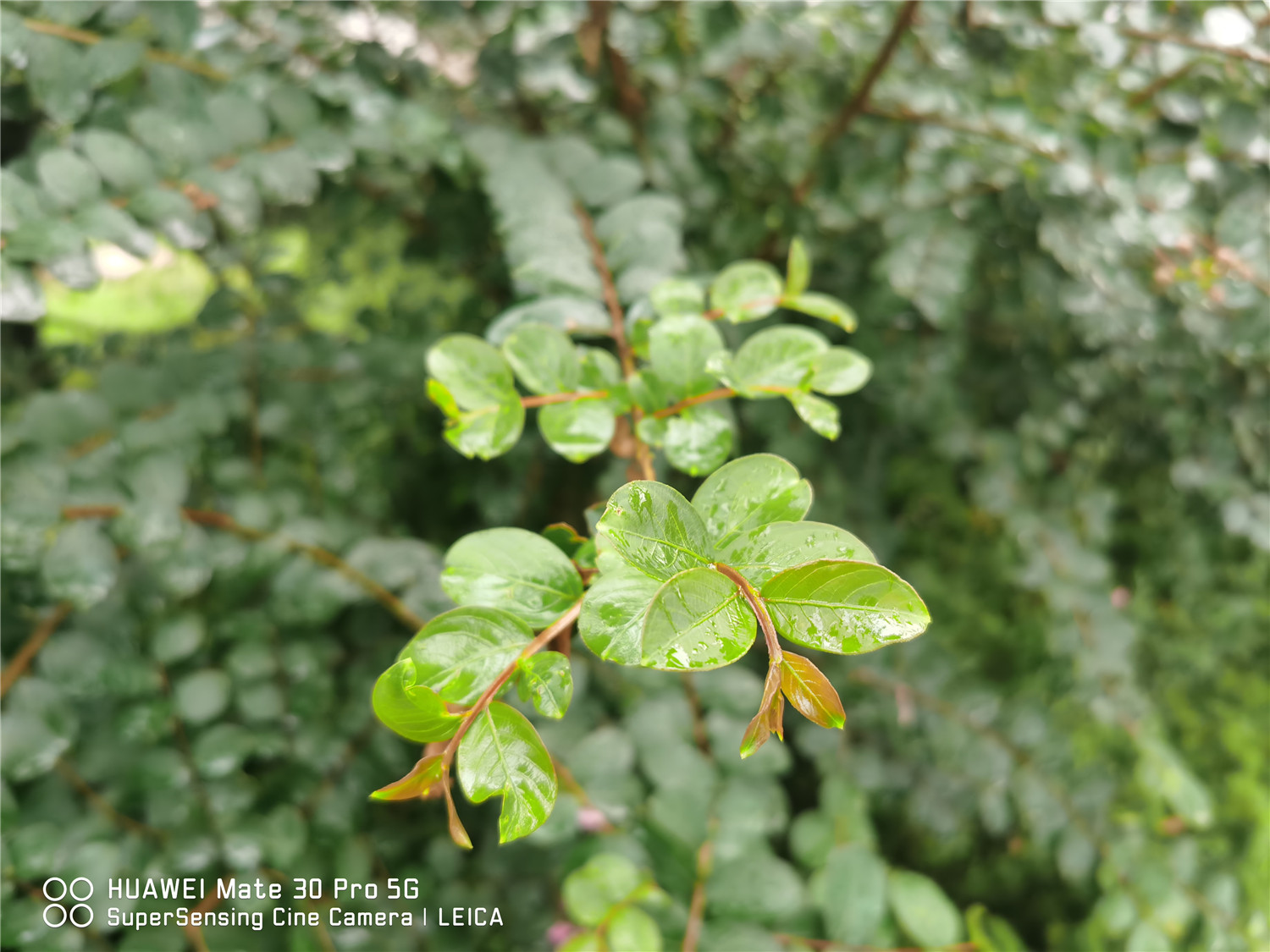 Crape myrtle