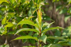 how to plant a container grown tree