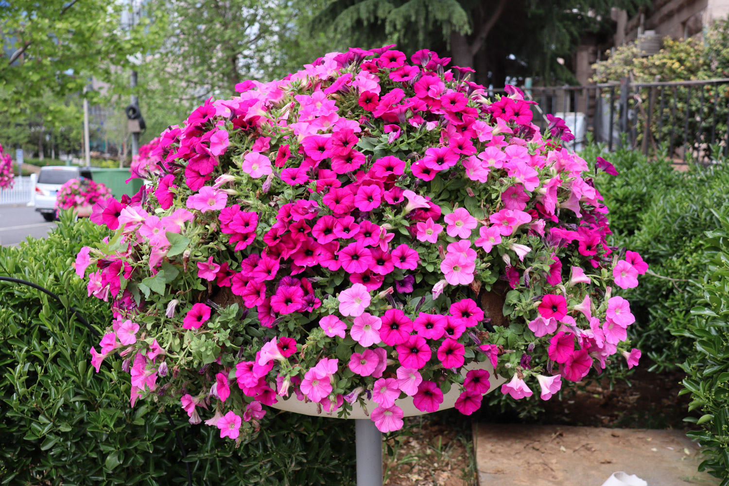 Petunia hybrida