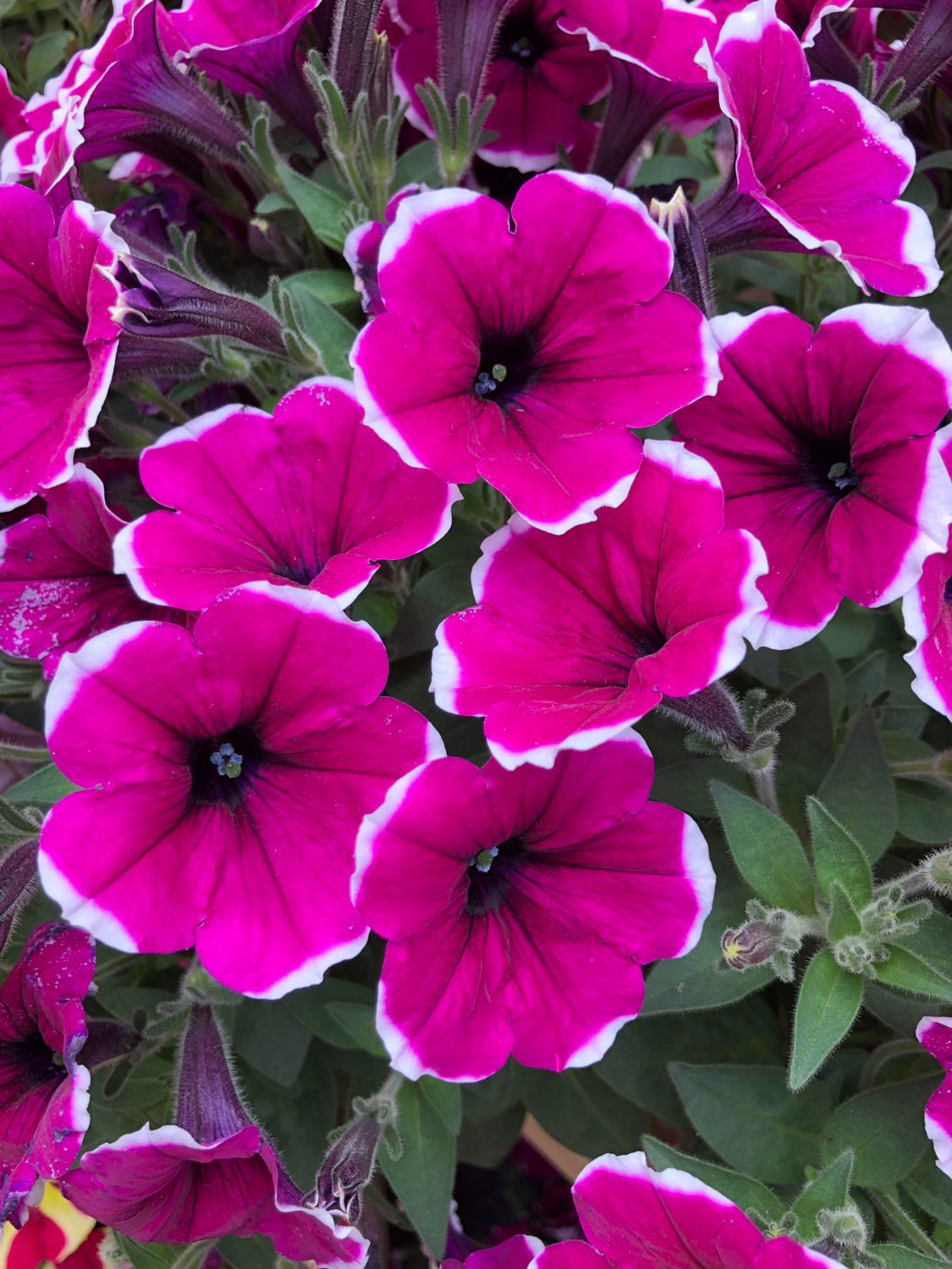 Petunia hybrida