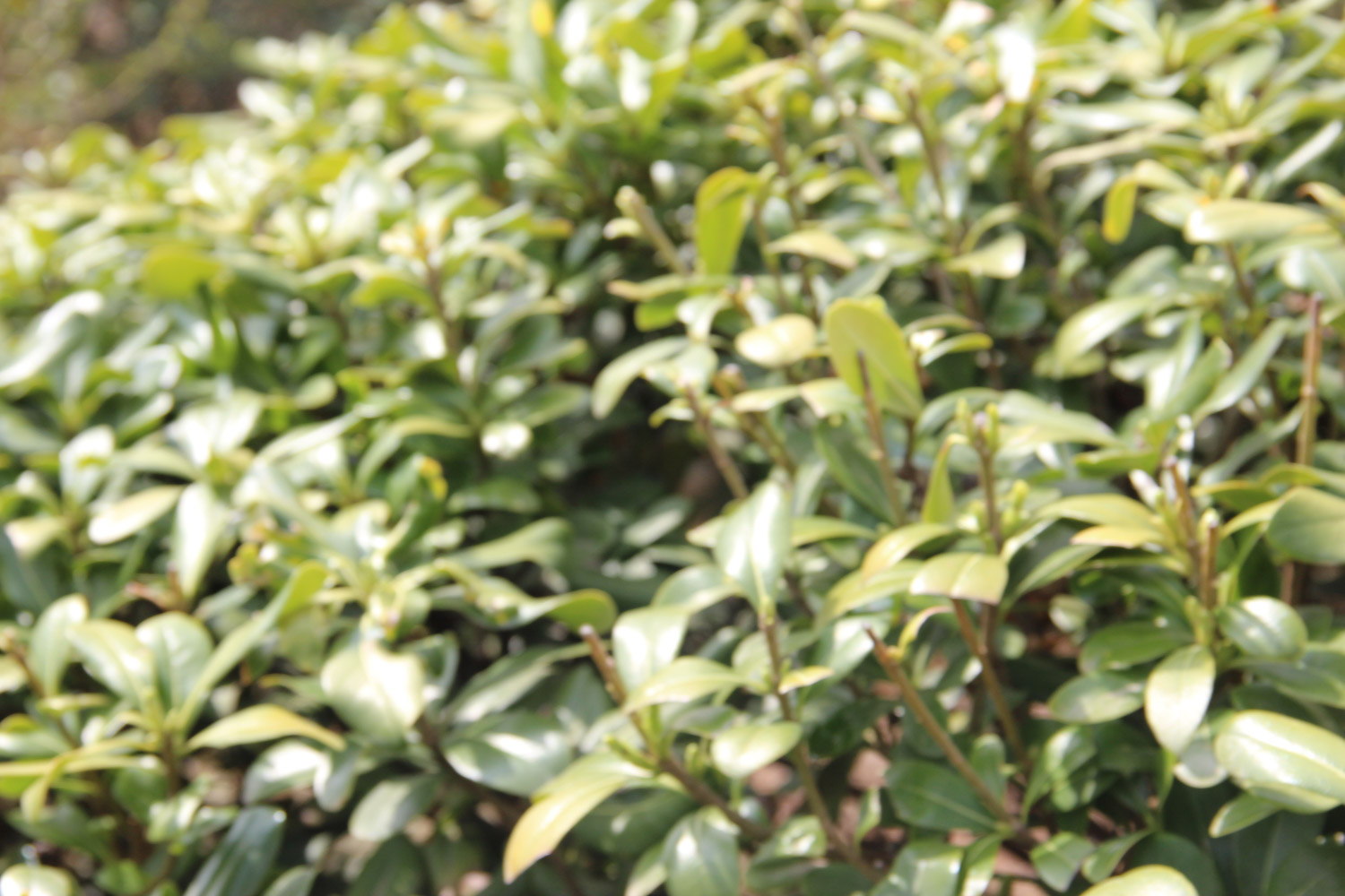 pittosporum tobira