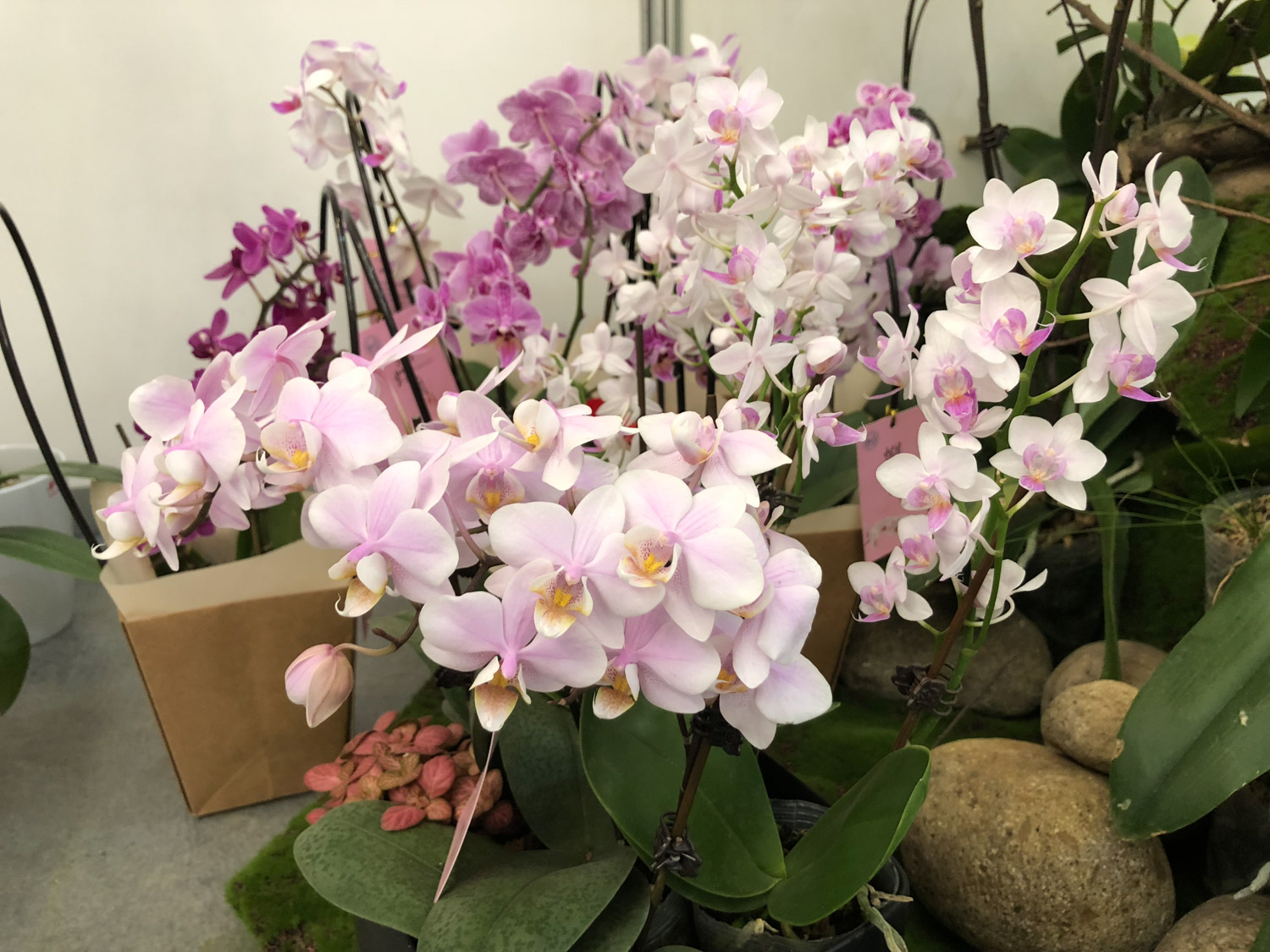 moth orchid