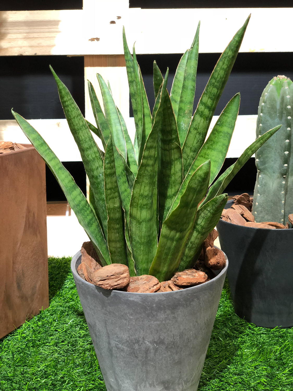 Sansevieria trifasciata