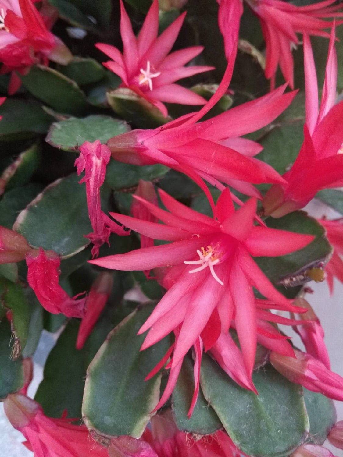 False Epiphyllum