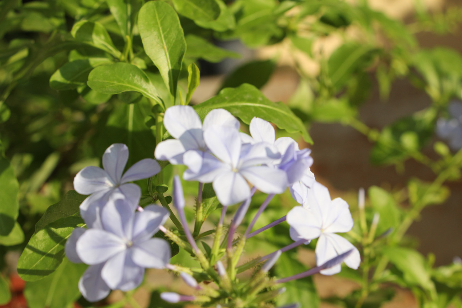 Plumbago Auriculata