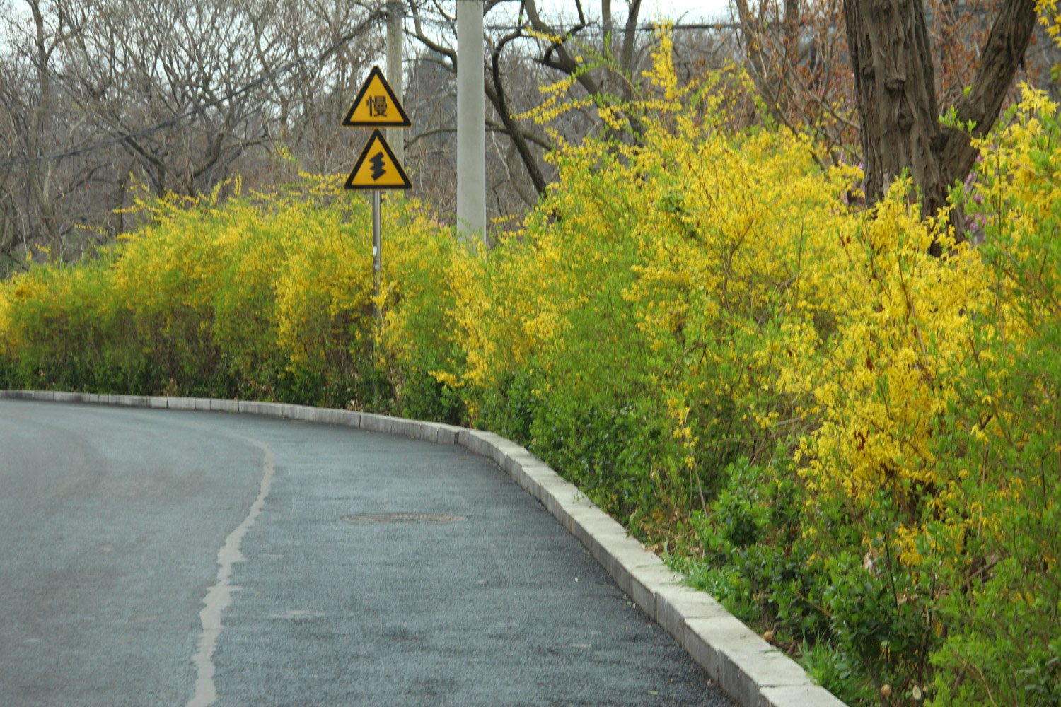 Forsythia suspensa