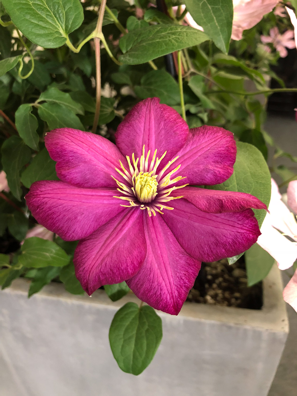 Clematis