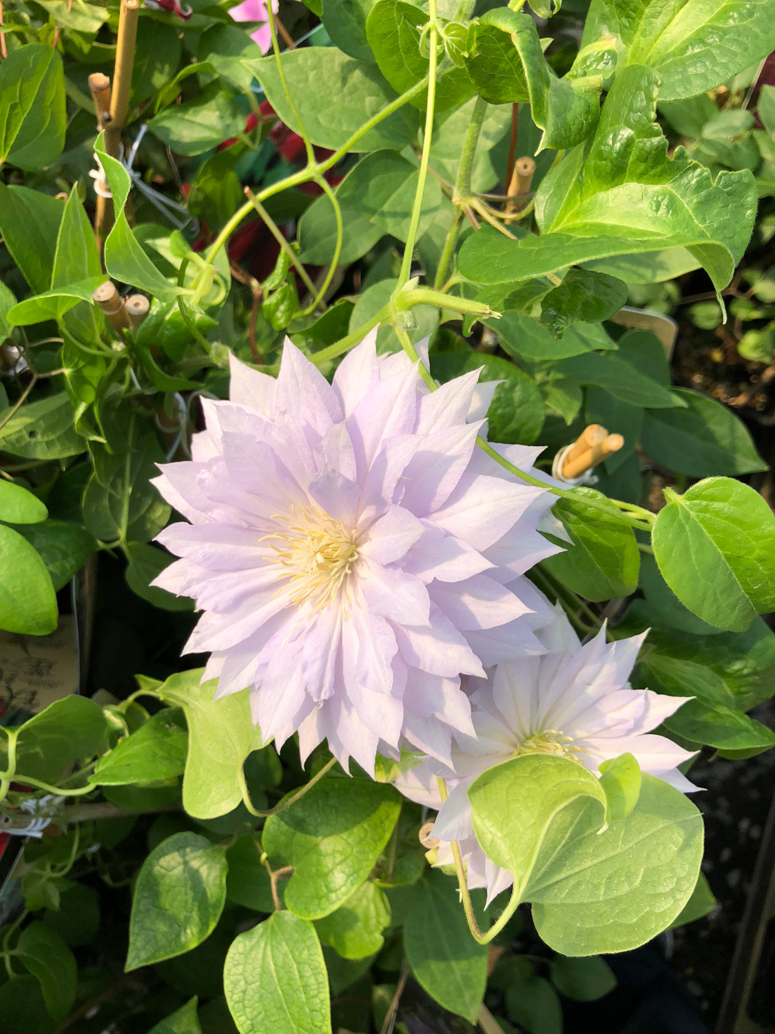 Clematis