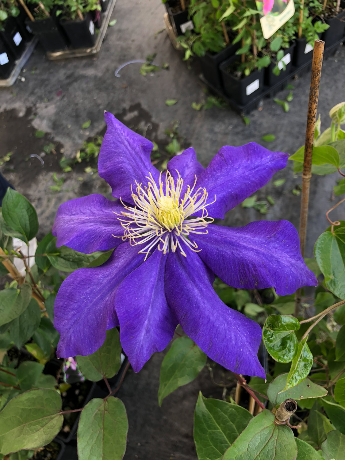 Clematis