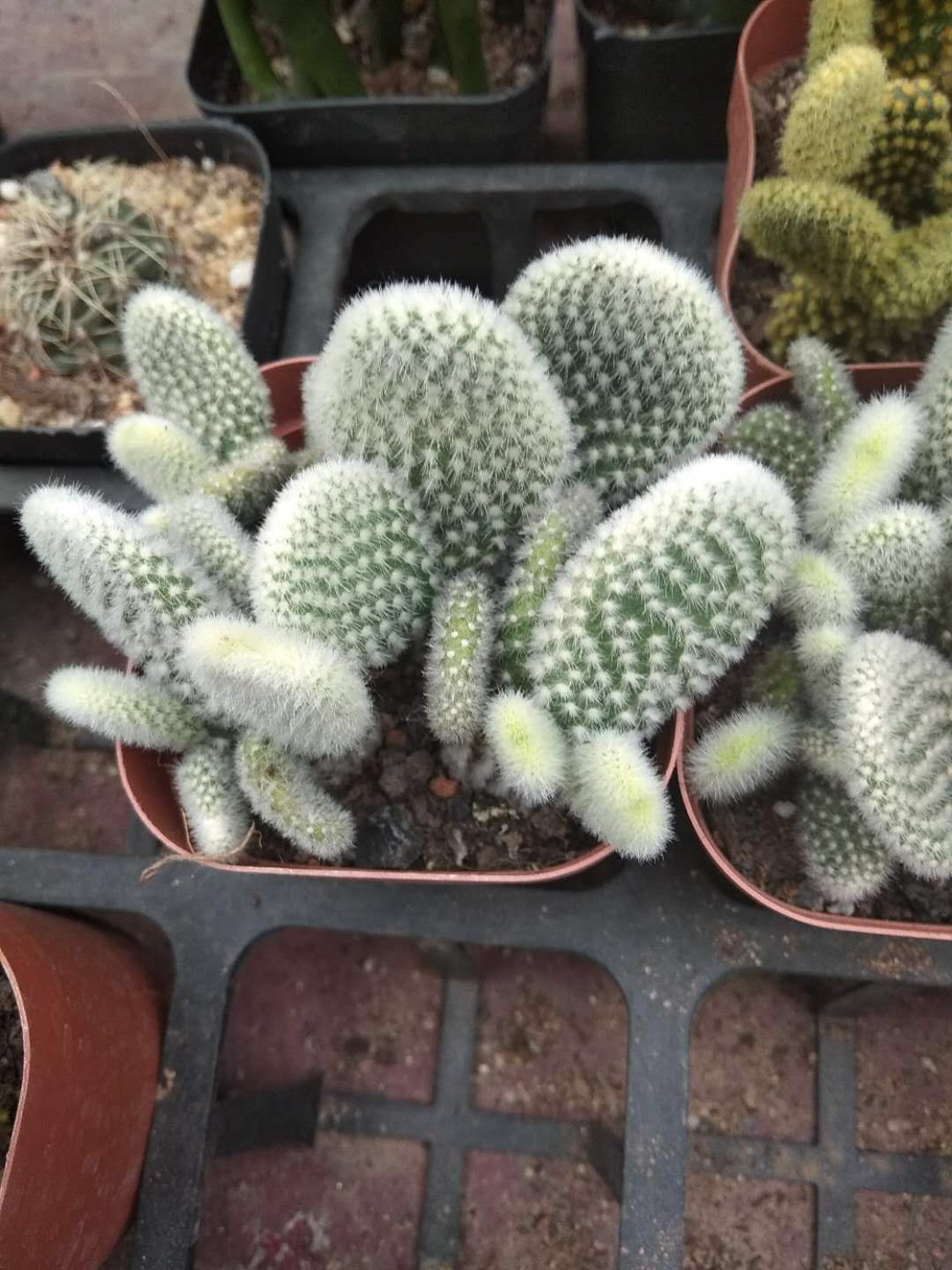 cactus