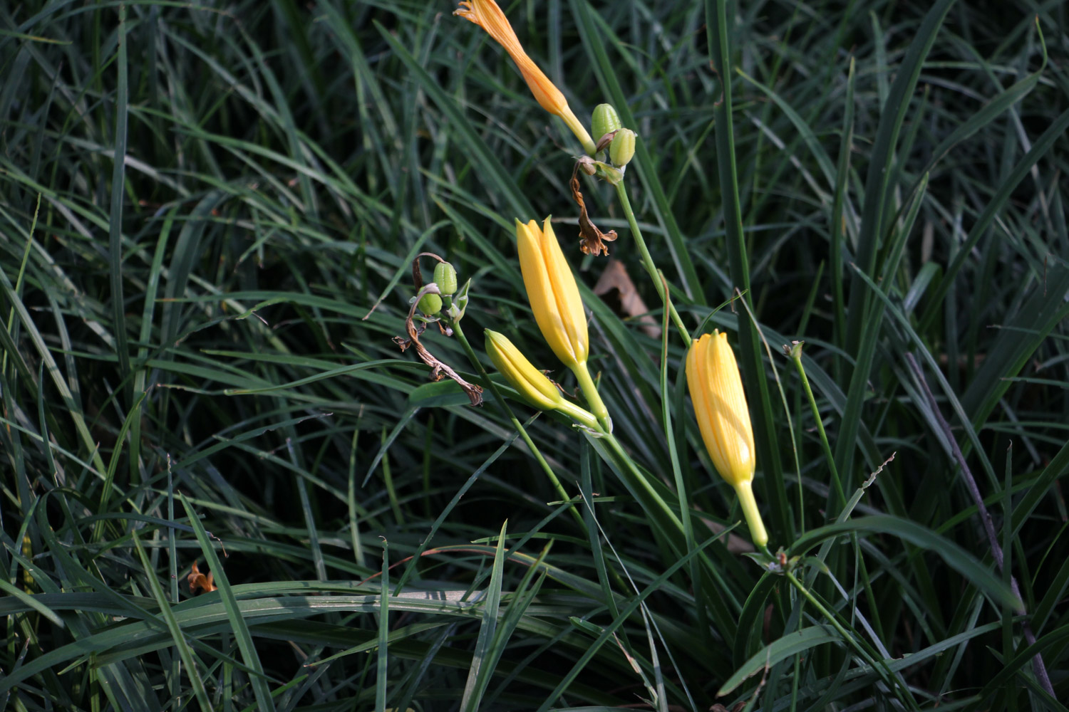 Hemerocallis