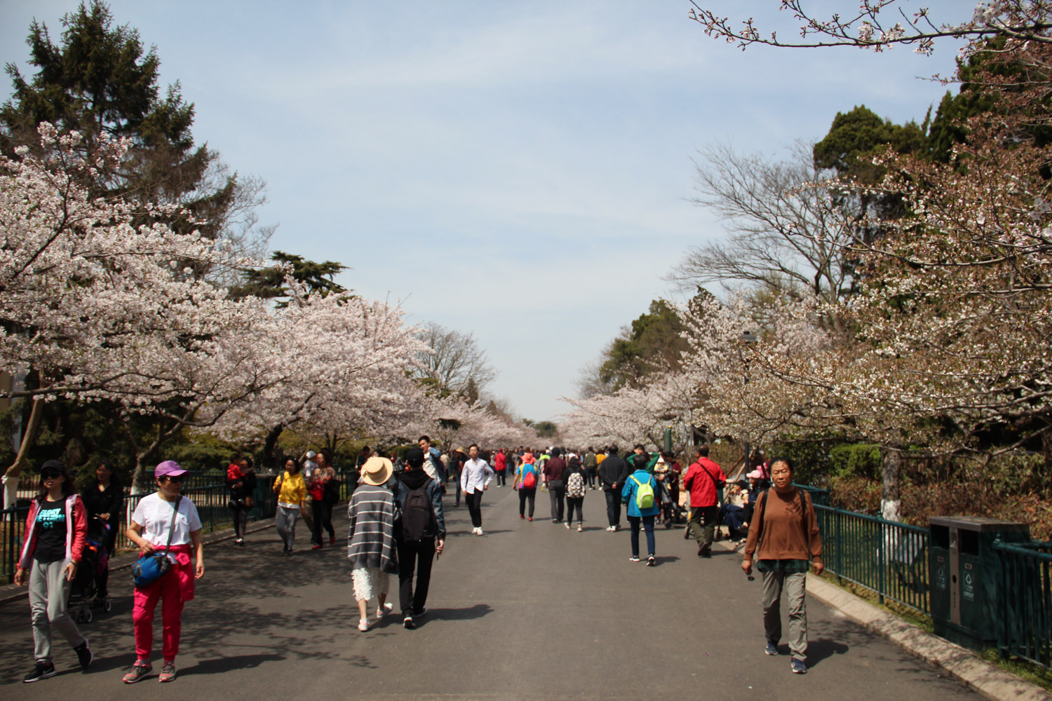 cherry blossoms