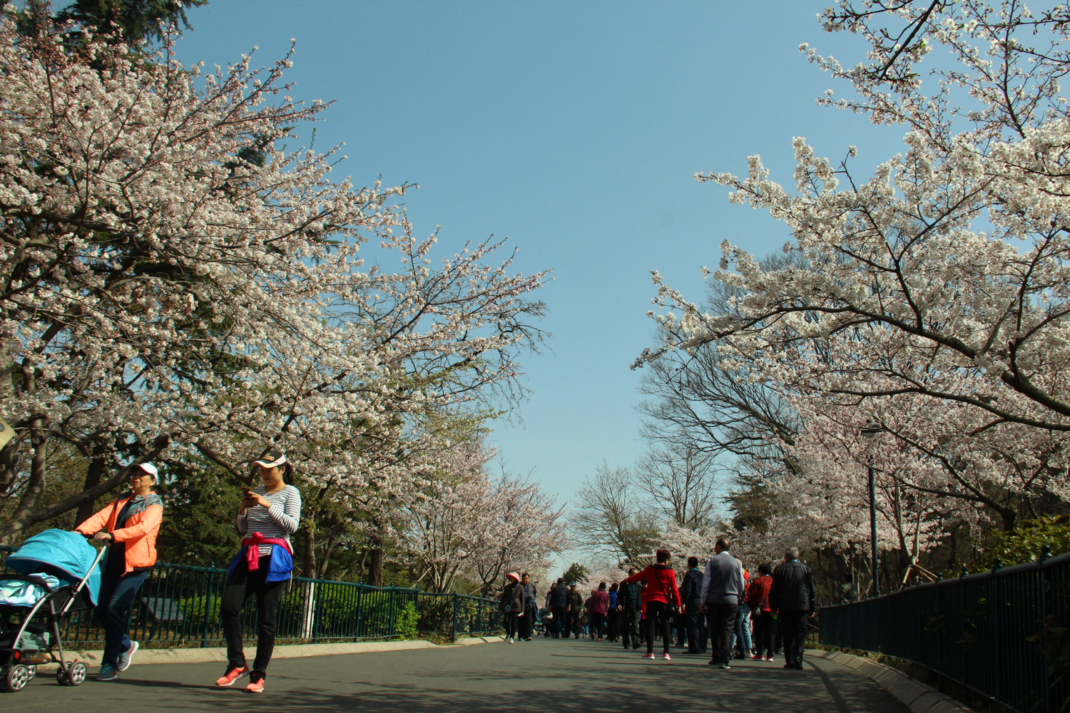 cherry blossoms