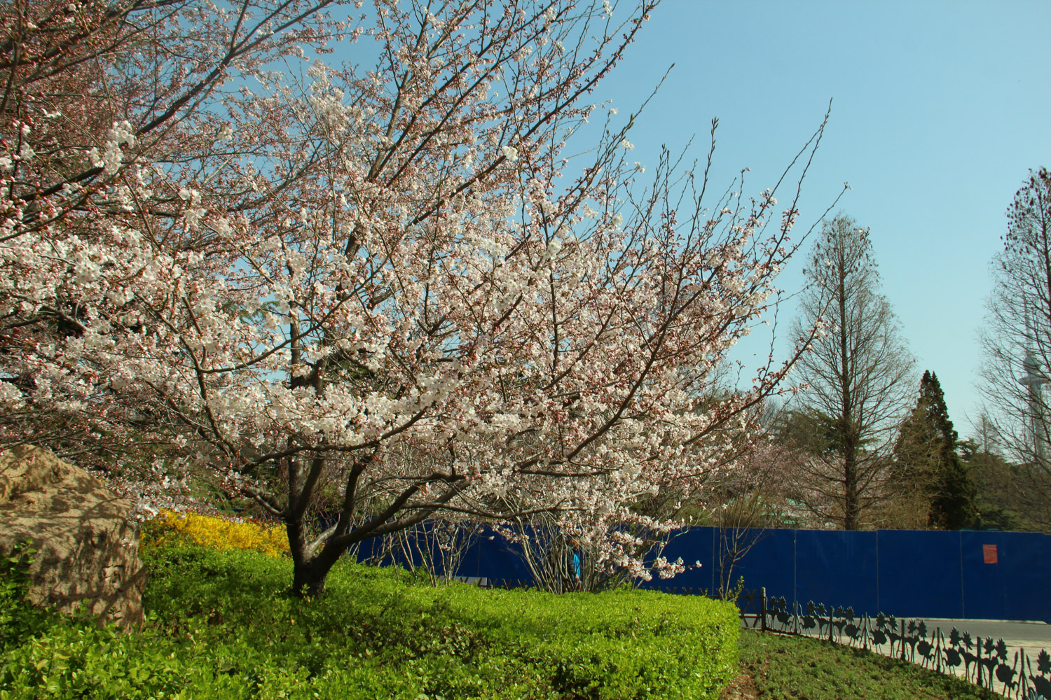 cherry blossoms