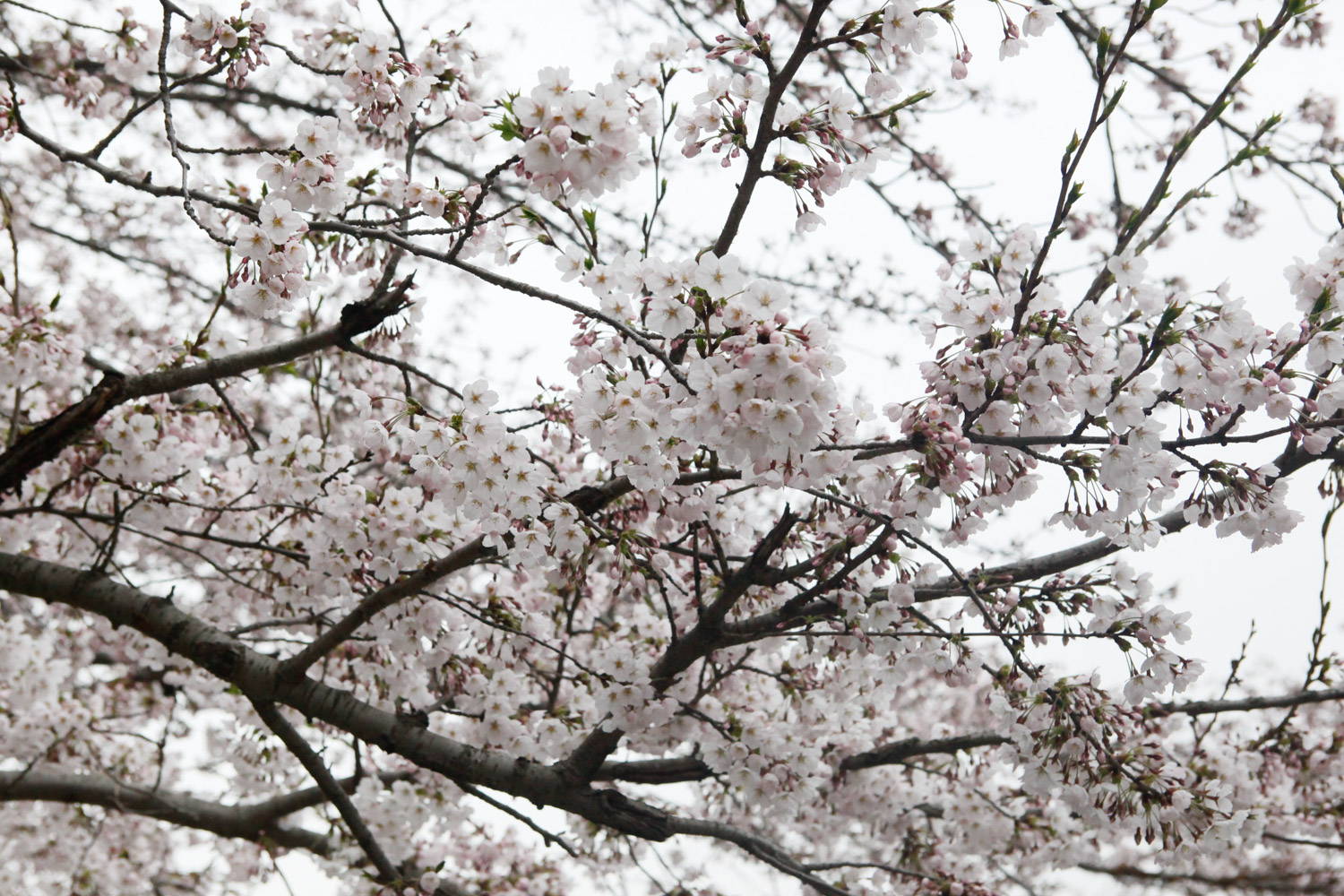 cherry blossoms