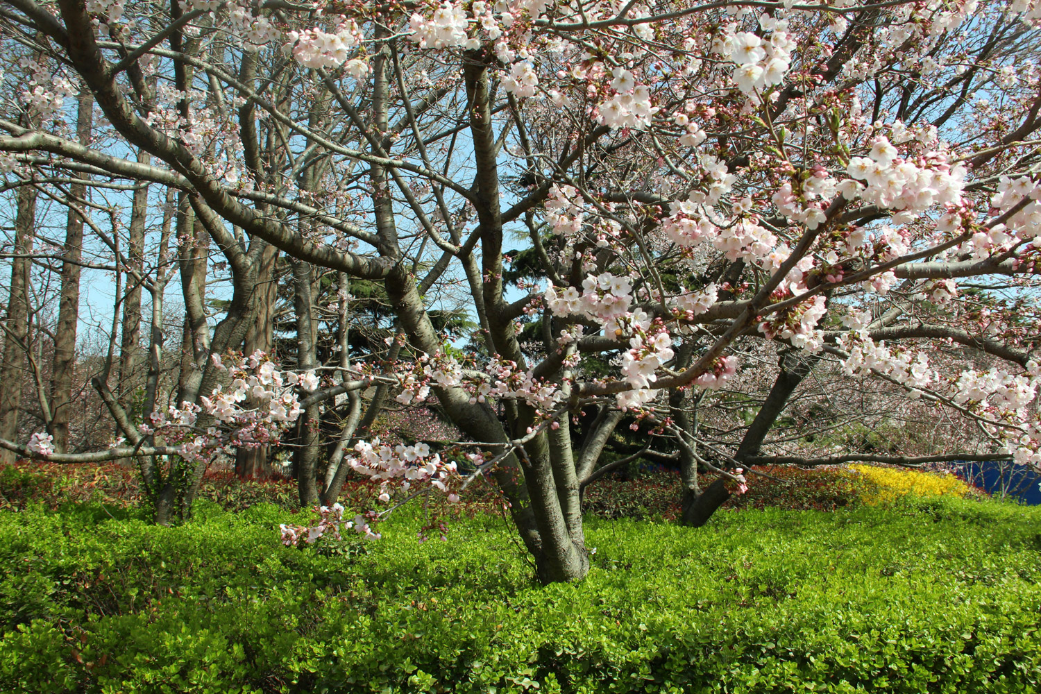 cherry blossoms