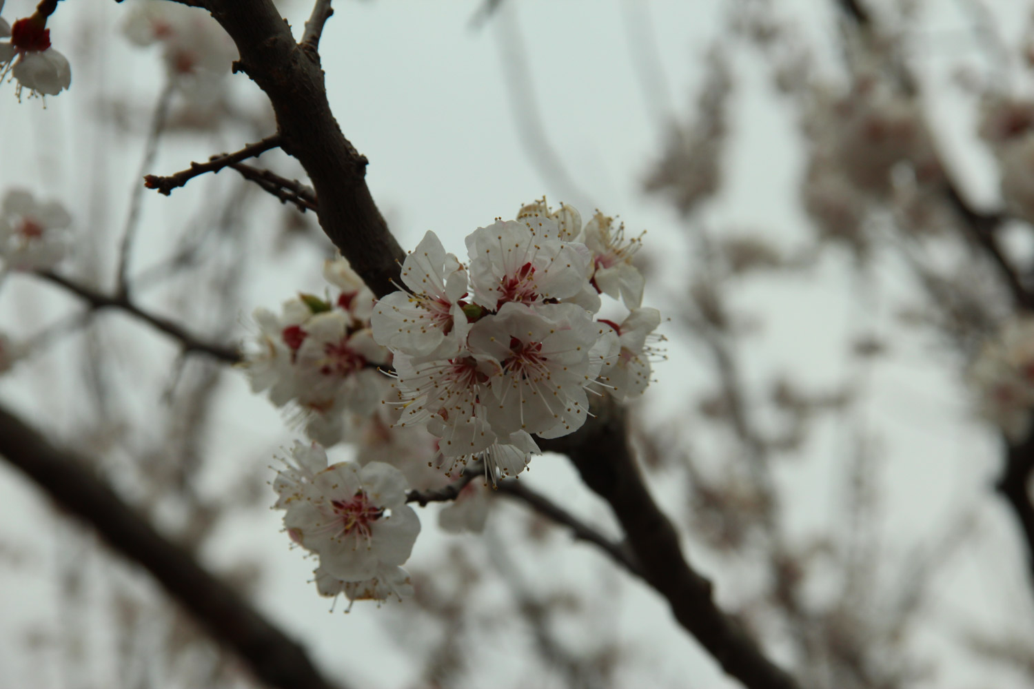 cherry blossoms