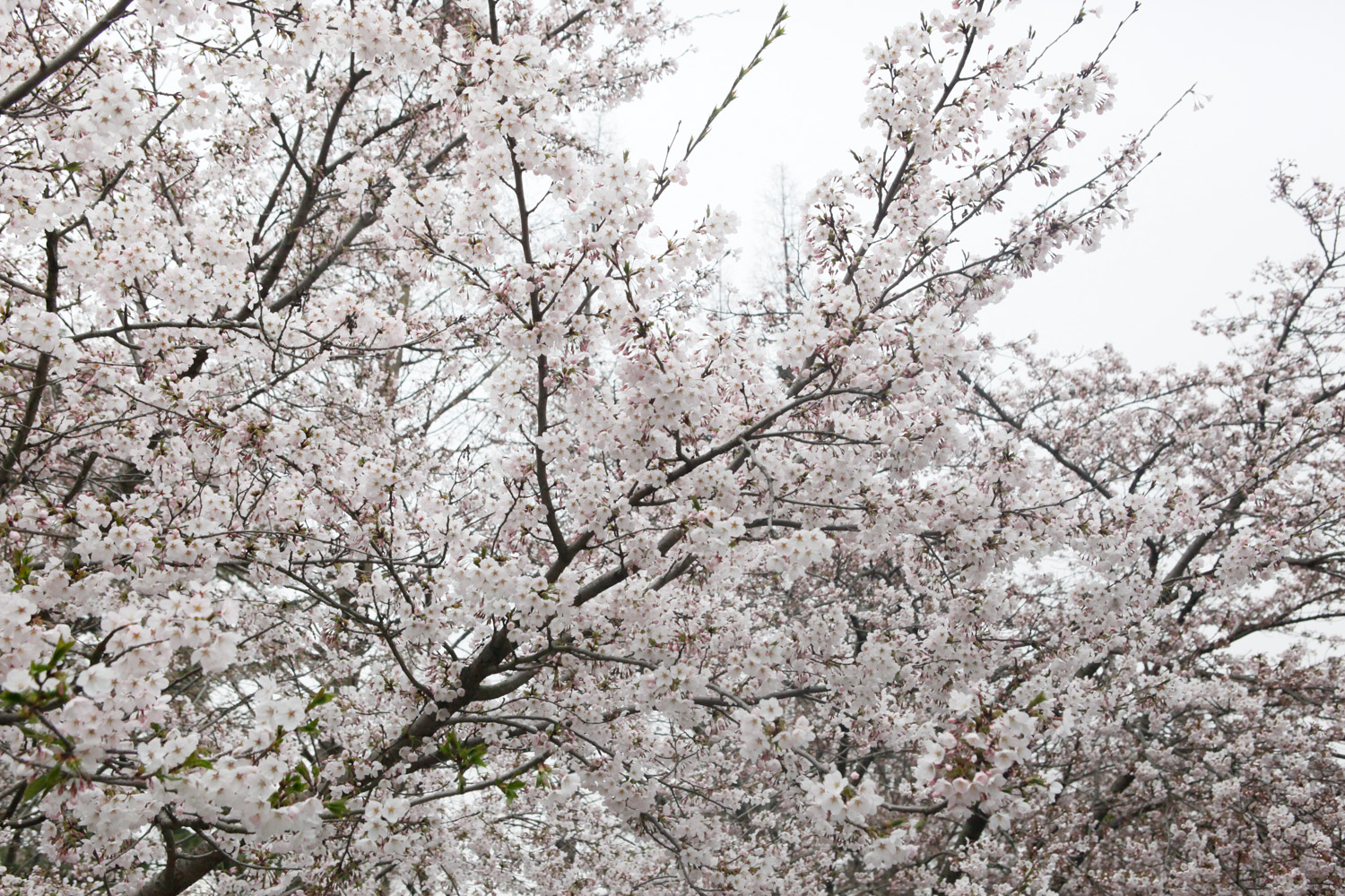 cherry blossoms