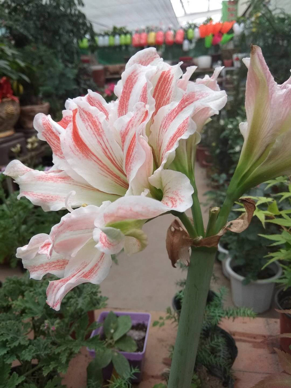 amaryllis