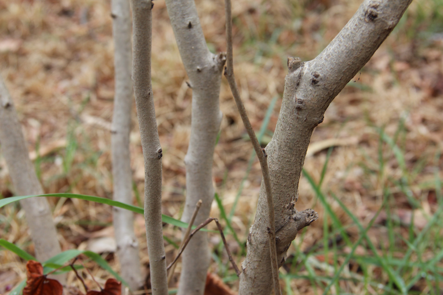 Bauhinia