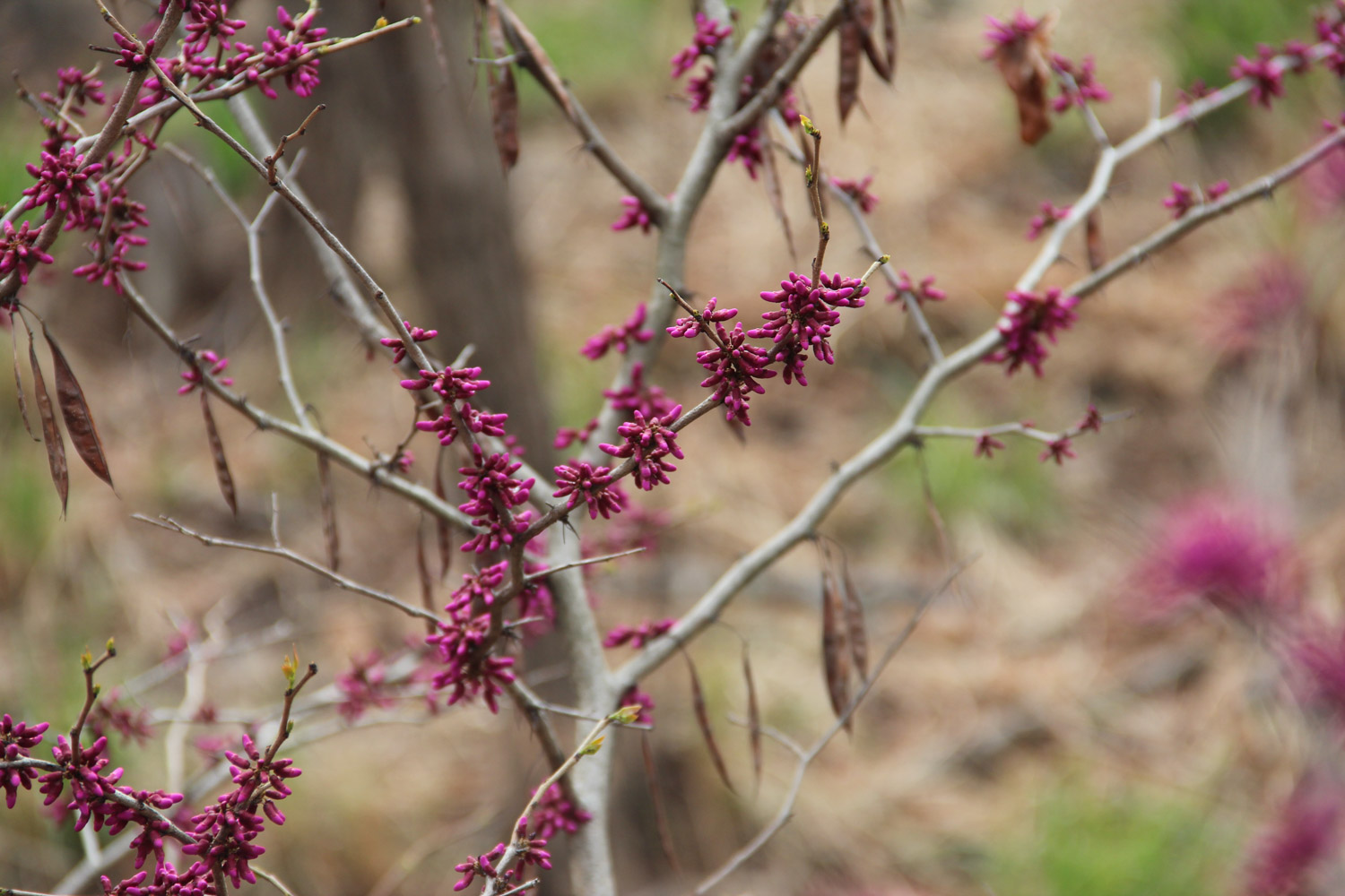 Bauhinia