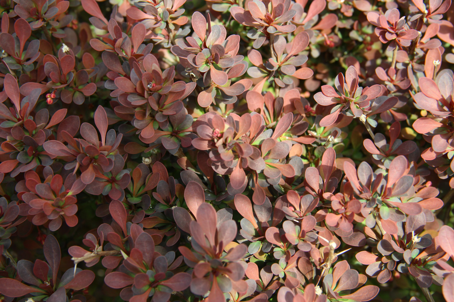 berberis thunbergii 