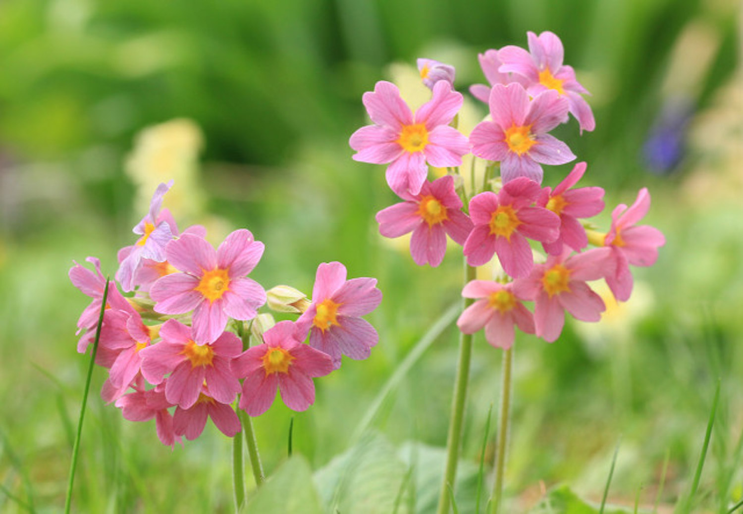 Primula