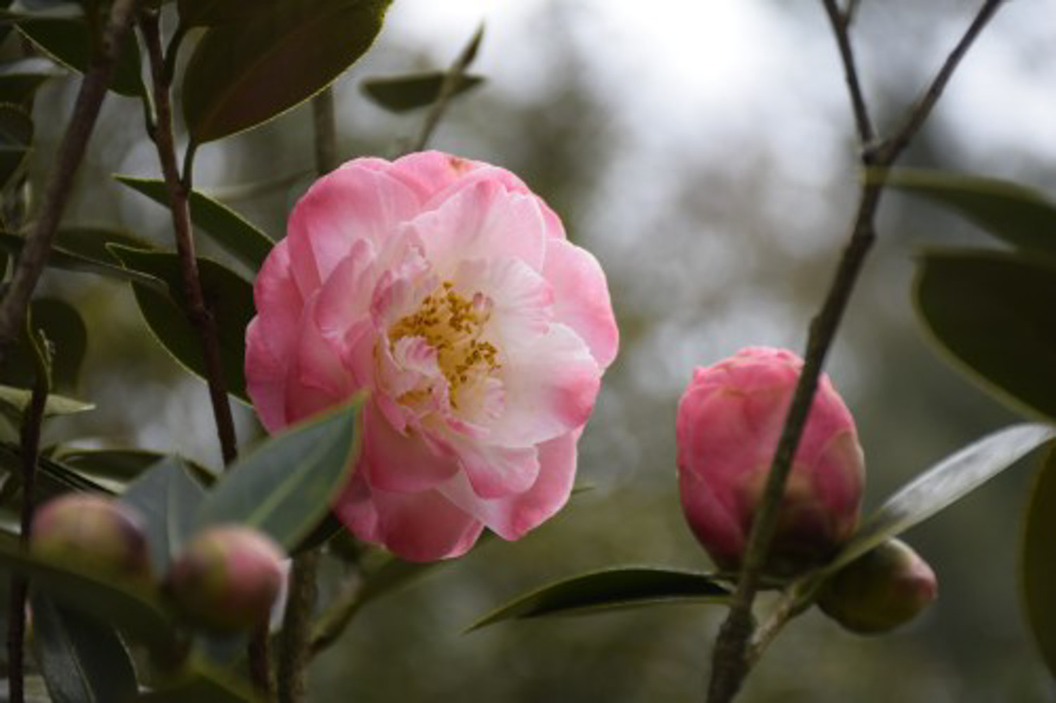 Camellia