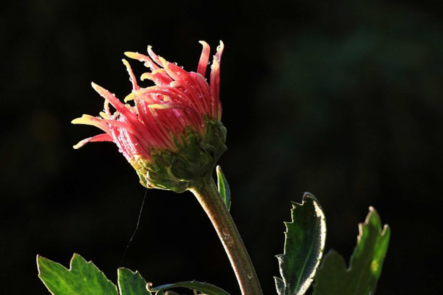 Chrysanthemum