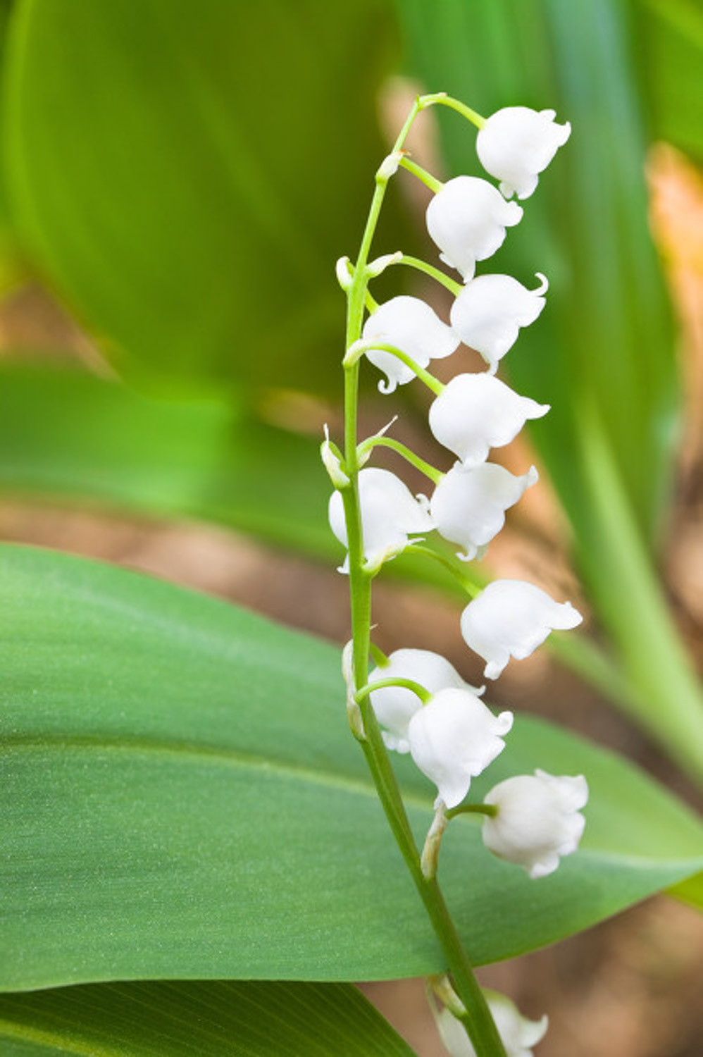 Lily of the valley