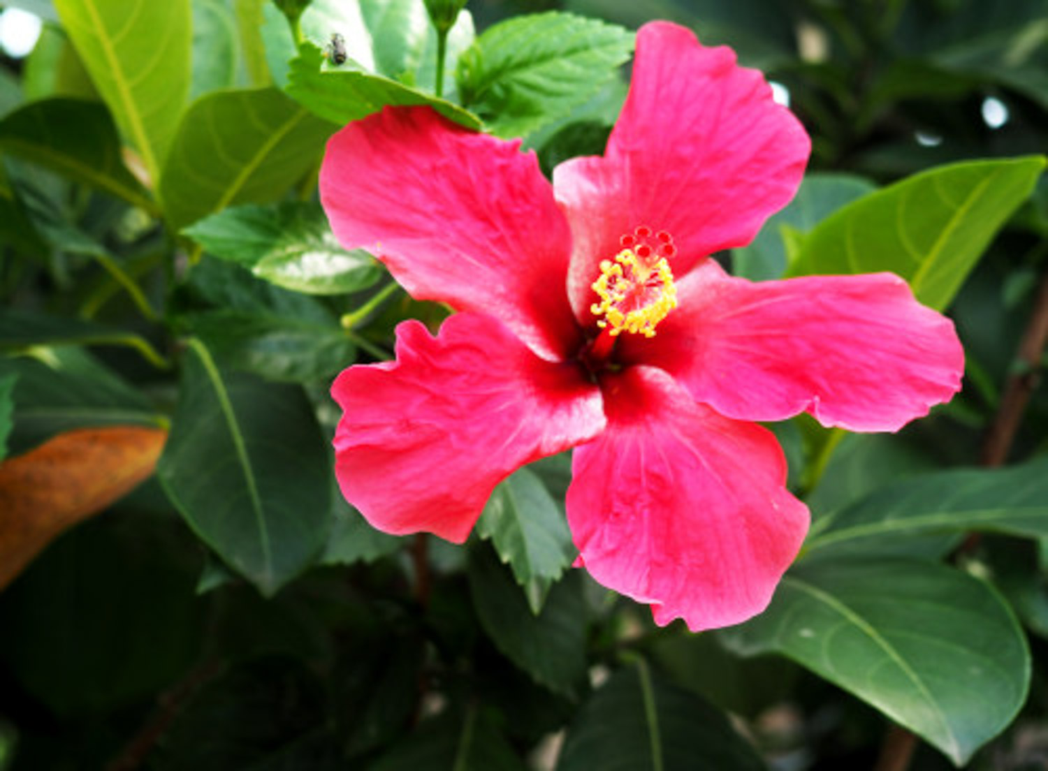 Hibiscus rosa sinensis